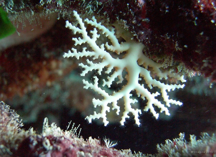14- Corail semi-precieux stylaster aux polypes epanouis - Ilot Gi.JPG